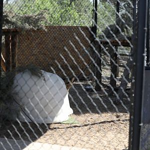 serval exhibit (very basic)