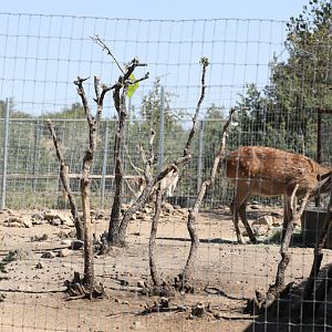 sika deer exhibit (fallow deer behind)