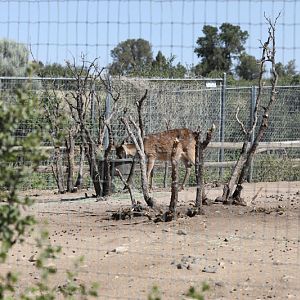 sika deer exhibit (fallow behind)