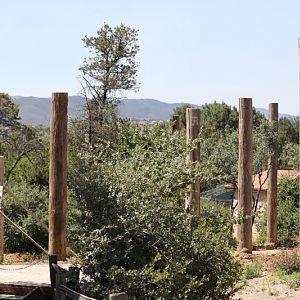 future bald and golden eagle aviary