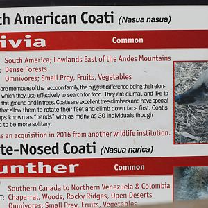 2 species of coati together