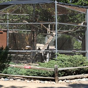 coati exhibit (2 species)