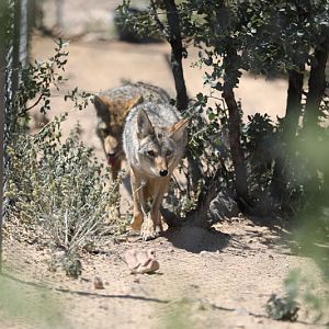 two coyotes