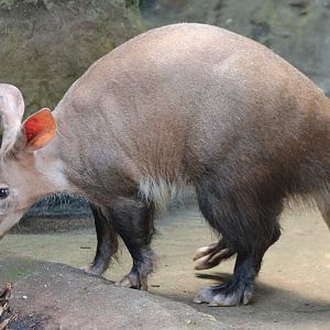Aardvark