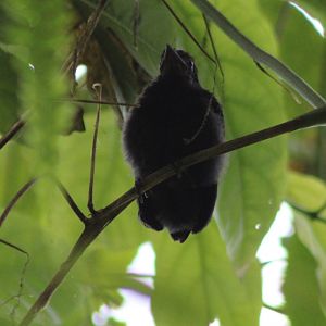 Juvenile Red-rumped cacique