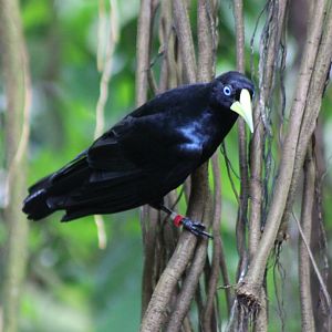 Red-rumped cacique -adult