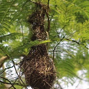 Nest Red-rumped cacique
