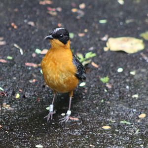 Snowy-crowned robin-chat - adult