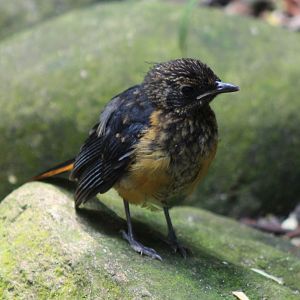 Snowy-crowned robin-chat - juvenile