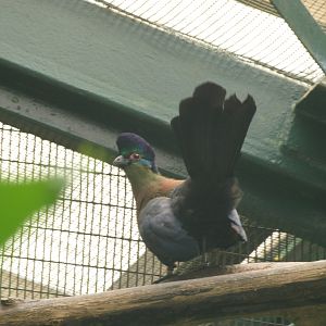 Purple crested turaco