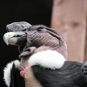 Andean condor