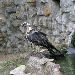 Bearded vulture
