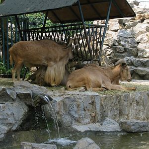 Barbary sheep