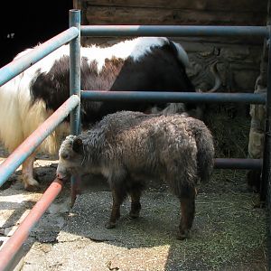 Domestic yak calf