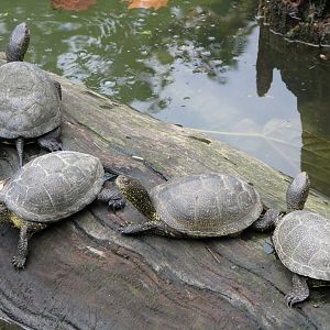 European pond turtle