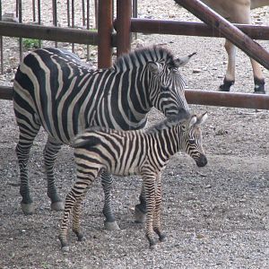 Grant's zebra foal