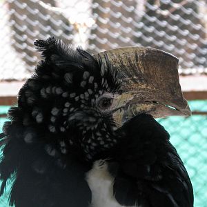 Hornbill sp.