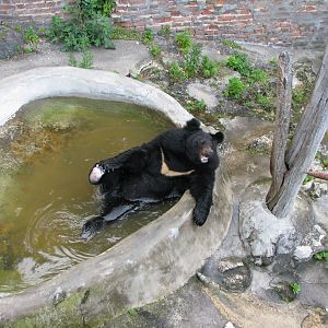 Last bear in Belgrade zoo