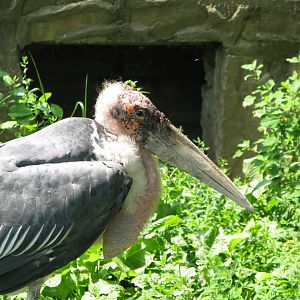 Marabou stork