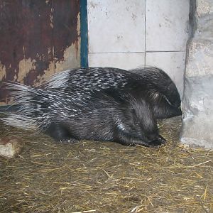 Porcupine