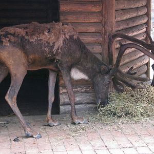Reindeer