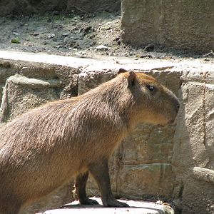 Capybara