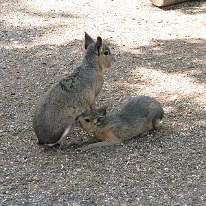 Patagonian mara