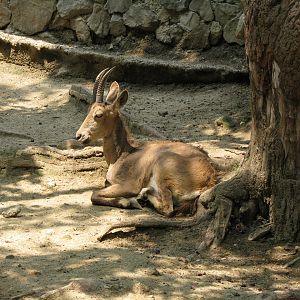 Siberian ibex