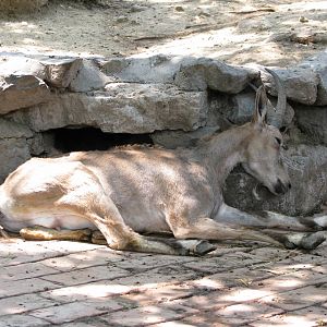 Siberian ibex