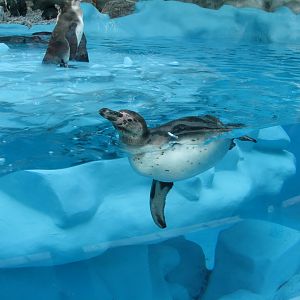 Humboldt penguin