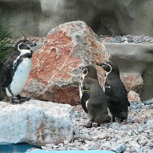 Humboldt penguin