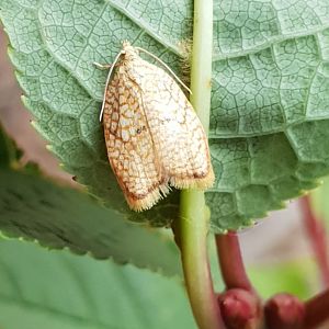 Maple leaftier moth - Acleris fosskaleana