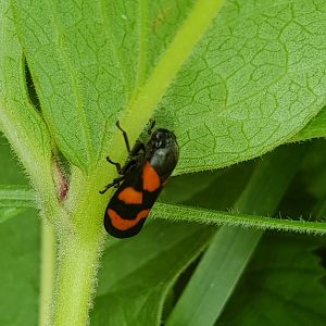Red and black froghopper - Cercopis vulnerata