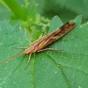 Moon caddisfly - Limnephilus lunatus