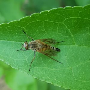 Stiletto fly-species