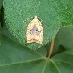 Maple leaftier moth - Acleris fosskaleana