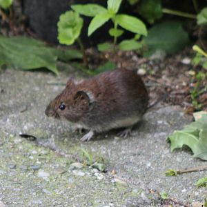 Bank Vole