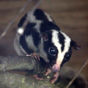 Striped possum (Dactylopsila trivirgata)