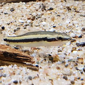 Hemieleotris latifasciata