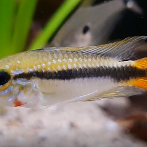 Apistogramma erythrura