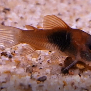 Corydoras venezuelanus