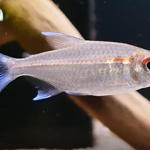 Hemigrammus coeruleus