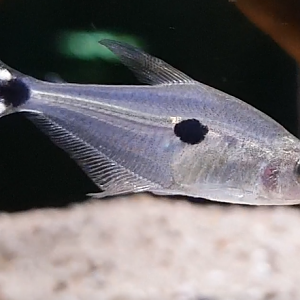 Phenacogaster tegatus