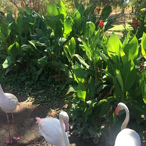 Greater Flamingos 6-22-2019