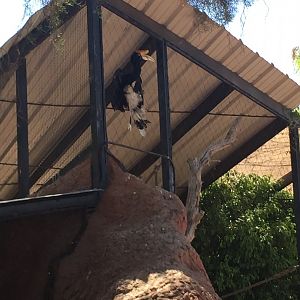 Rhinoceros Hornbill 6-22-2019