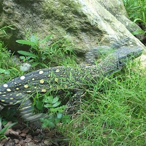 Crocodile monitor