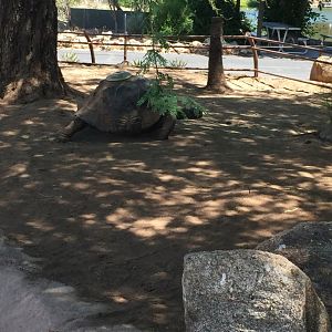 Galapagos Tortoise 6-22-2019