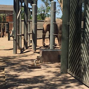 Asian Elephant 6-22-2019