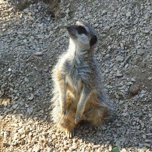 Meerkat