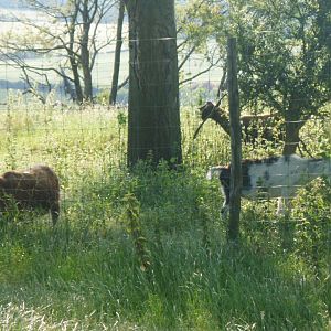 Goats on the other side of the Hill
